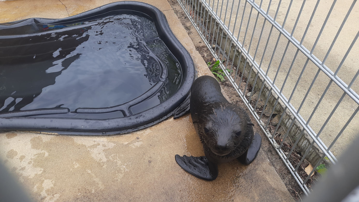 We wrocławskim zoo urodził się kotik! Maluch jest naprawdę słodki [FOTO, VIDEO]