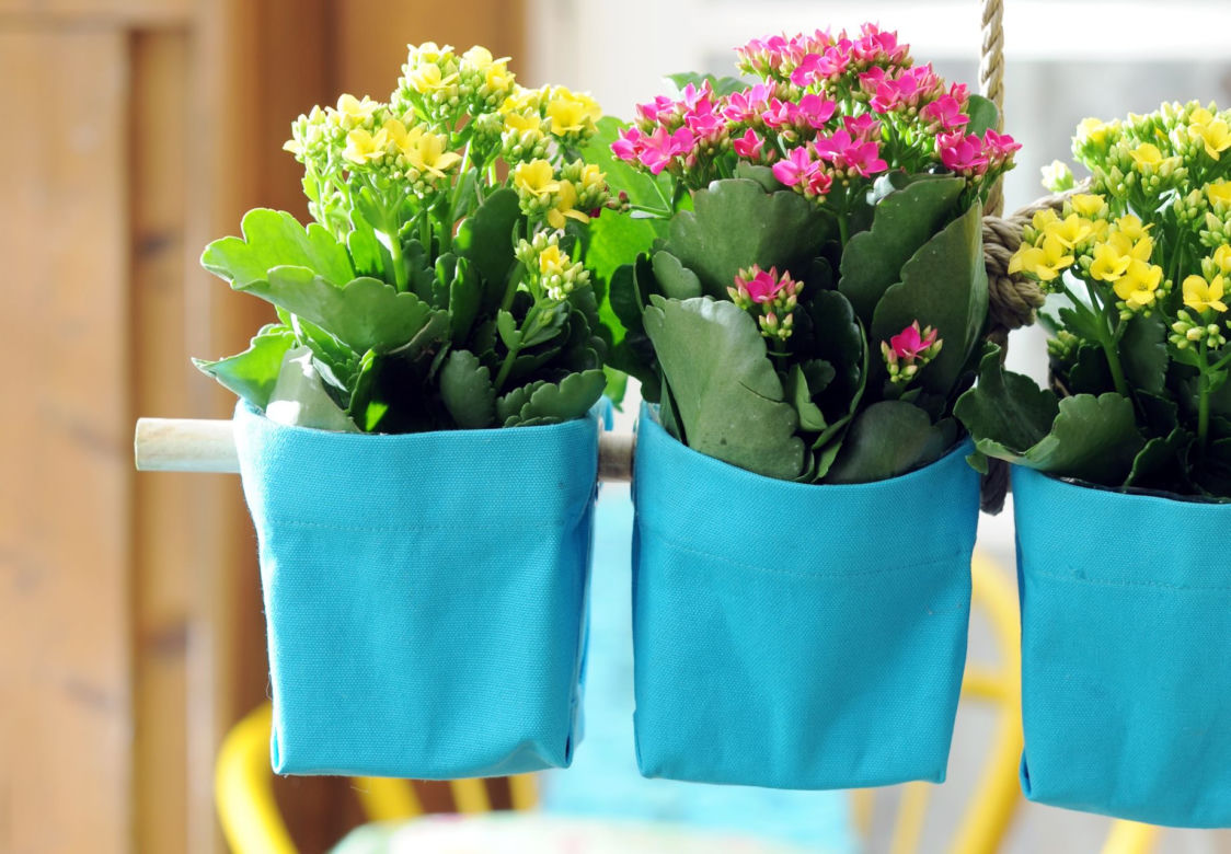 Kalanchoe Blossfelda