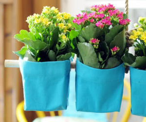Kalanchoe Blossfelda