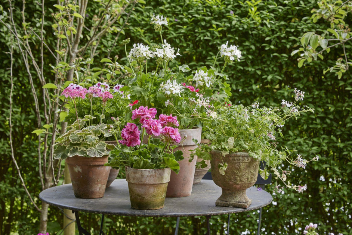 Różnorodne pelargonie