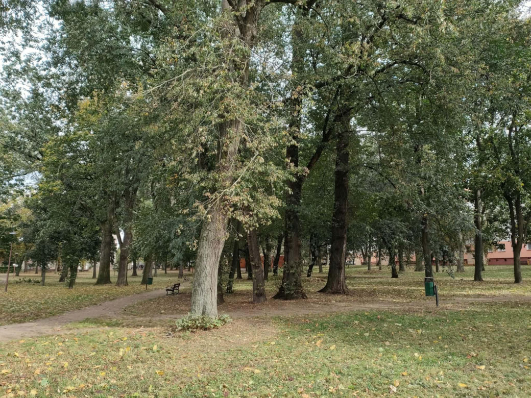 Blisko 12 milionów złotych na tereny zielone w Łomży. Zmiany zajdą na terenie Parków Ludowego, Jakuba Wagi i przy ulicy Katyńskiej