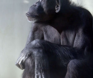 Żałoba w gdańskim ZOO odeszła szympansica Kasia