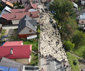 Jesienny redyk owiec w Szczawnicy