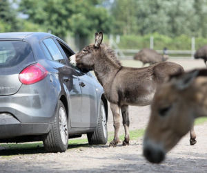 Safari w Świerkocinie