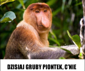 Memy na Tłusty Czwartek 2020. Śmieszne obrazki i gify na Tłusty Czwartek 20 lutego 2020