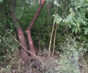 19-latek uderzył w drzewo. MASAKRA! Z auta wyrwało nawet silnik