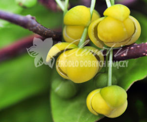 cytryniec_Clematis