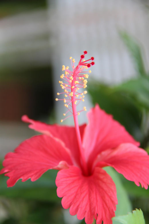 Hibiskus, róża chińska, ketmia