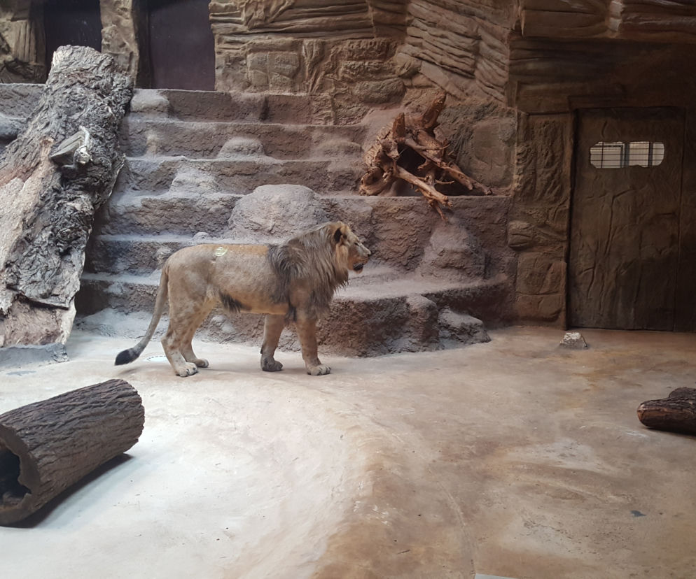 W gdańskim ZOO żyje łącznie 8 lwów