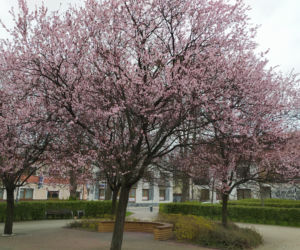 Śliwa wiśniowa 'Pissardii' – spektakularna ozdoba ogrodu przez cały sezon