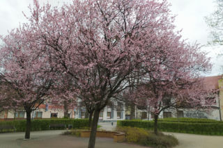 Śliwa wiśniowa 'Pissardii' – spektakularna ozdoba ogrodu przez cały sezon