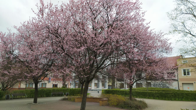 Śliwa wiśniowa 'Pissardii'