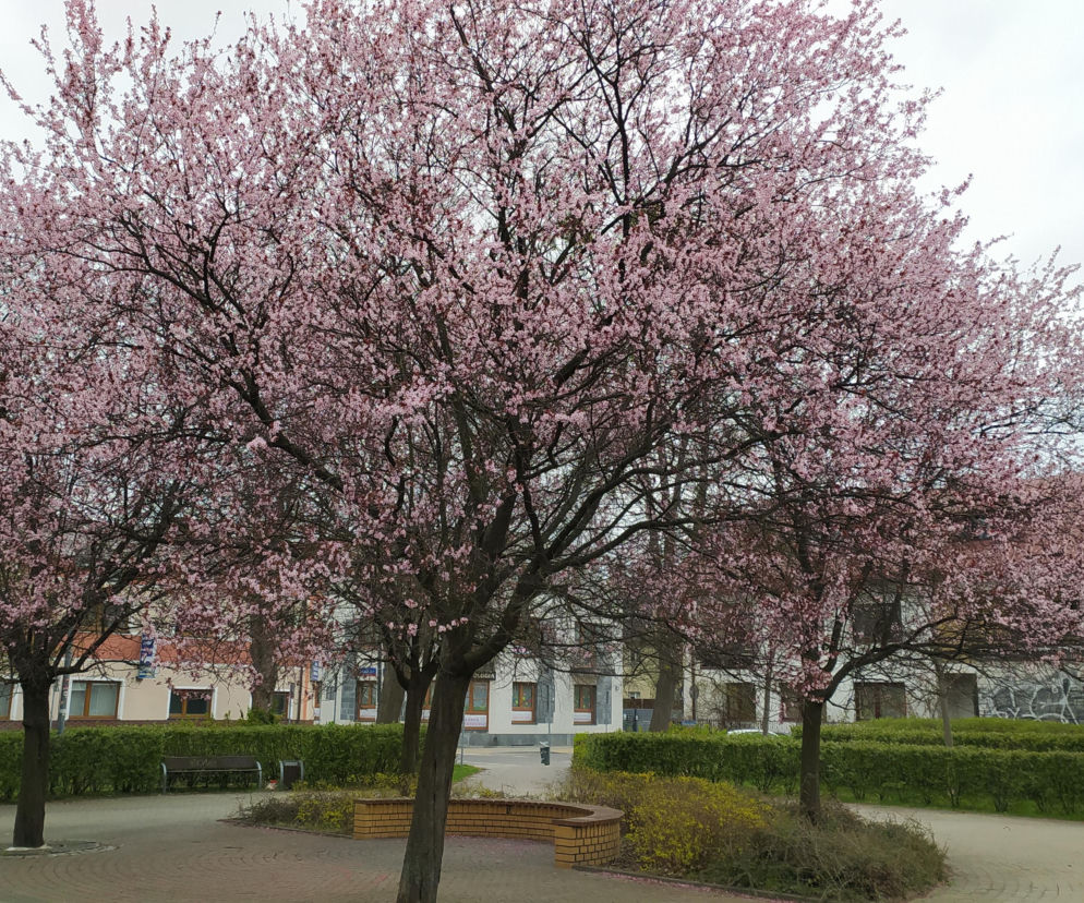 Śliwa wiśniowa 'Pissardii' – spektakularna ozdoba ogrodu przez cały sezon
