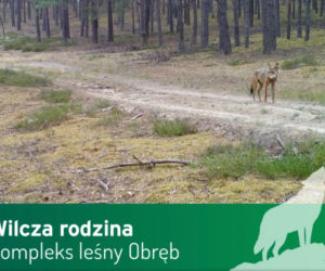 Wilki pod Górą Kalwarią