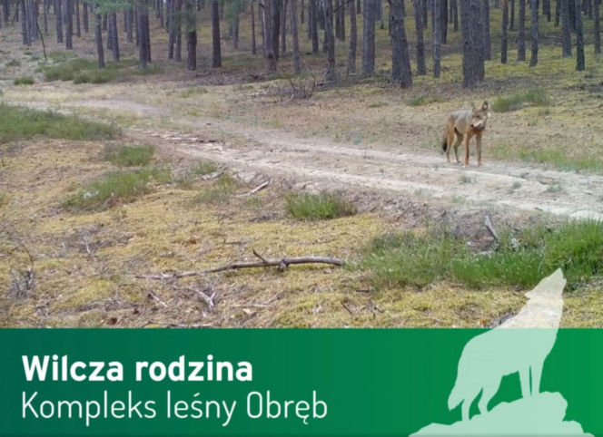 Wilki pod Górą Kalwarią