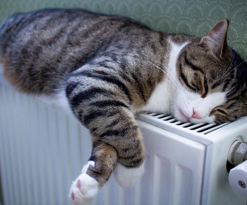 Kot w biało-brązowe prążki leży na grzejniku, śpiąc spokojnie. Obrazek podkreśla, jak ważna jest odpowiednia temperatura w domu dla komfortu i snu, o czym więcej przeczytasz na Poradnik Zdrowie.