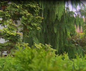 Dom Zenka Martyniuka