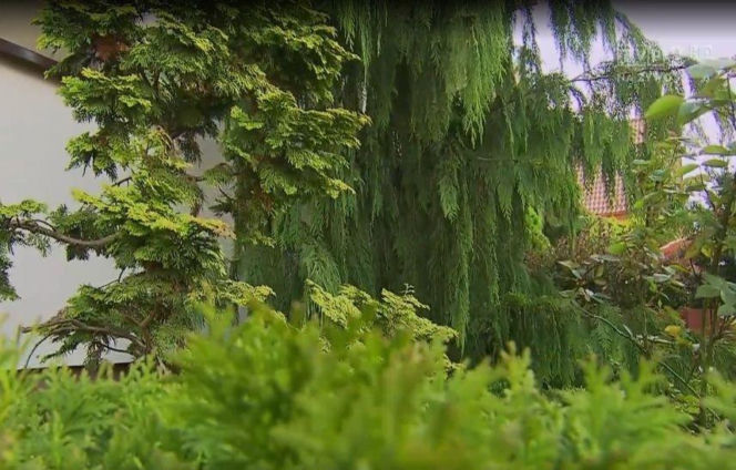 Dom Zenka Martyniuka