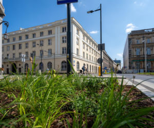 „Ale się wyciągnęła!”. Sprawdzamy, jak wygląda zasadzona w zeszłym roku miejska zieleń - ZDM Warszawa