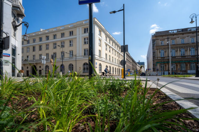 „Ale się wyciągnęła!”. Sprawdzamy, jak wygląda zasadzona w zeszłym roku miejska zieleń - ZDM Warszawa