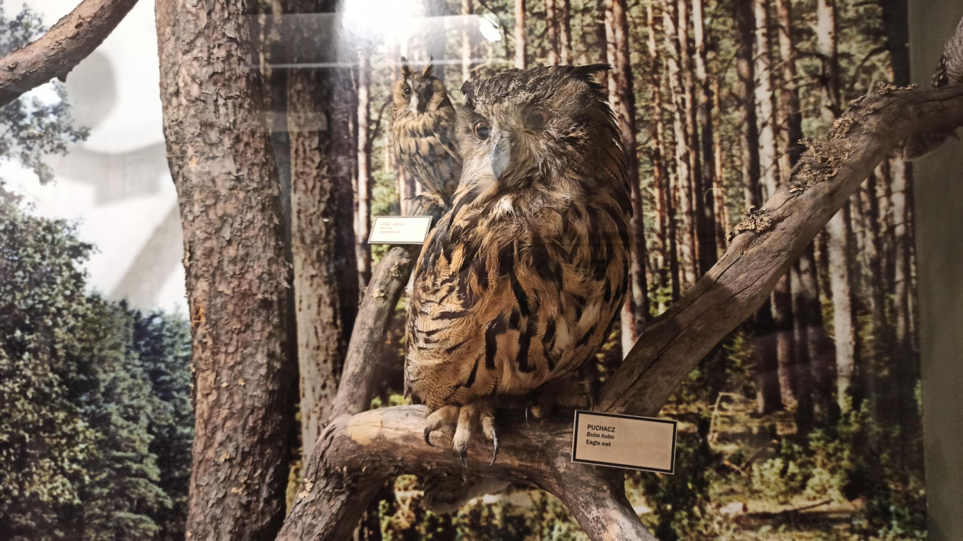Muzeum Przyrody w Olsztynie. Poznajcie faunę oraz florę Warmii i Mazur