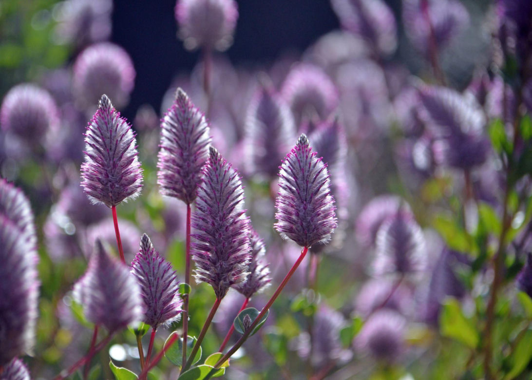 Ptilotus exaltatus 