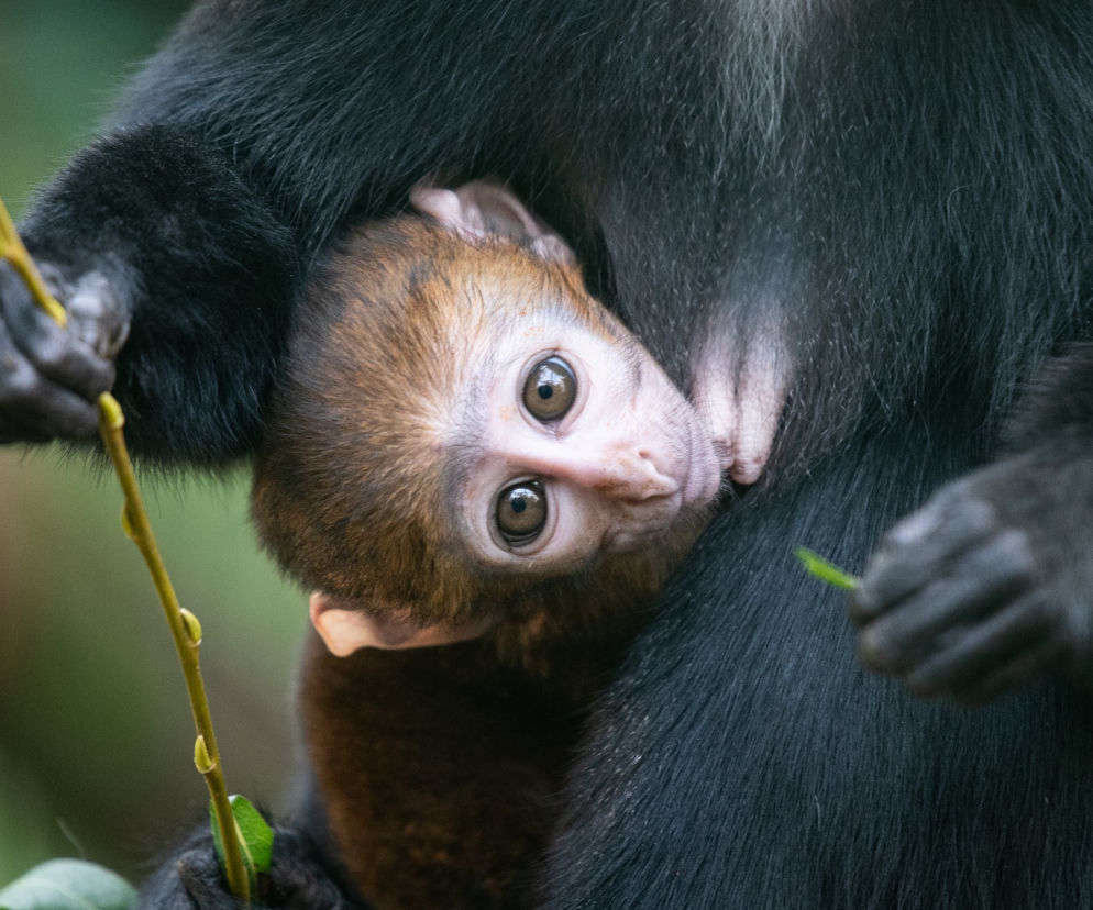 We wrocławskim zoo urodził się koczkodan górski