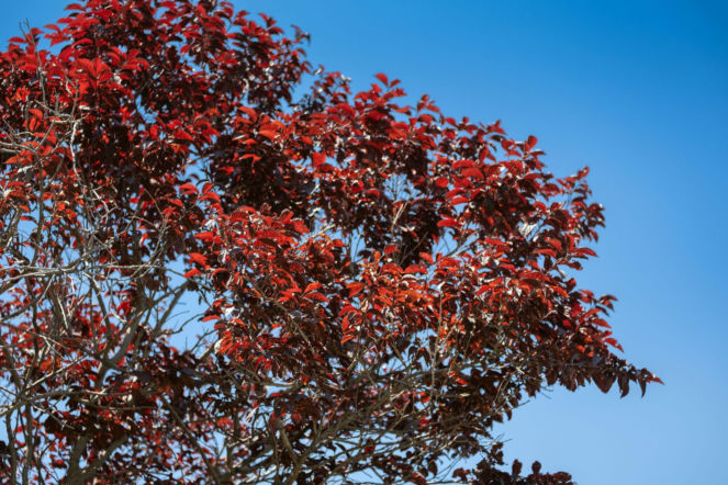 Śliwa wiśniowa 'Pissardii'