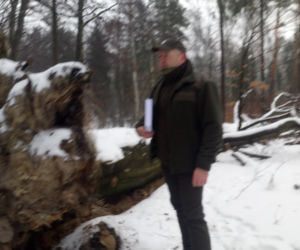 Wycinka buków w lasach murckowskich