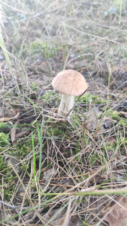 Grzybobranie Podkarpacie