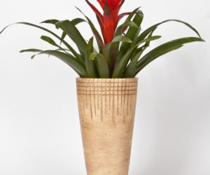 Guzmania