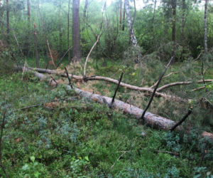 Tragedia podczas wycinki drzew. Olbrzymi konar zmiażdżył Pawła w lesie