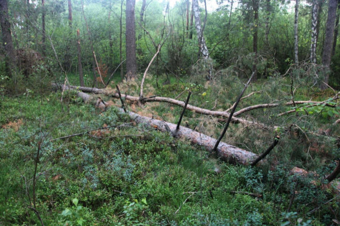 Tragedia podczas wycinki drzew. Olbrzymi konar zmiażdżył Pawła w lesie