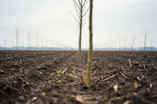 Dopłaty do zadrzewień to nawet 18 000 zł. Dlaczego warto złożyć wniosek jeszcze w marcu?