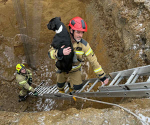 Piesek wpadł do głębokiego wykopu. Bohaterscy strażacy natychmiast ruszyli z pomocą