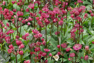 Jarzmianka większa  - Astrantia major