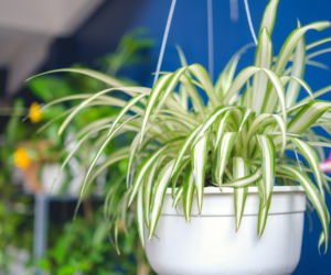 Zielistka Stenberga (Chlorophytum comosum)  