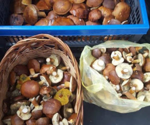 Grzybobranie 2017 w Bydgoszczy i okolicach [ZDJĘCIA CZYTELNIKÓW]