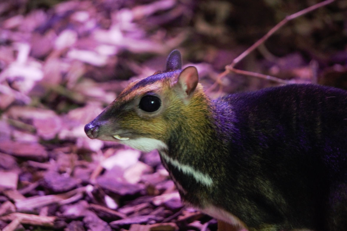 We wrocławskim zoo urodził się kanczyl filipiński