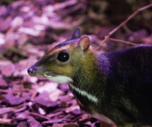 We wrocławskim zoo urodził się kanczyl filipiński