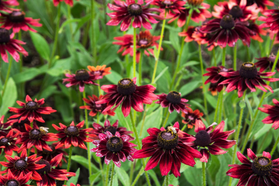 Rudbekia dwubarwna