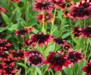 Rudbekia dwubarwna