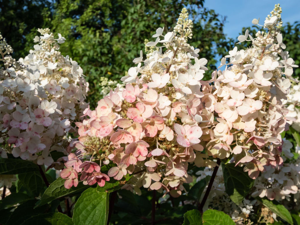 Hortensja bukietowa 'Pinky Winky'