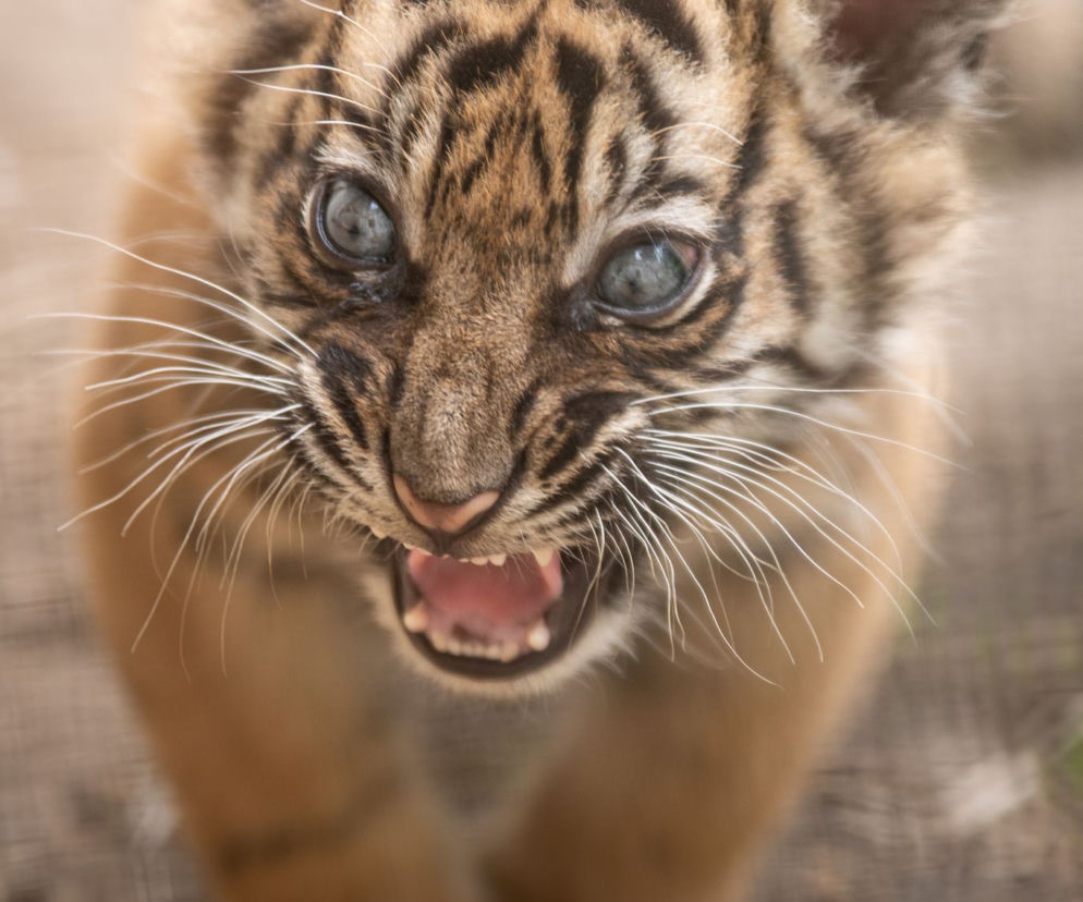 Zoo Wrocław. Niesamowite narodziny! To jeden z najrzadszych tygrysów świata