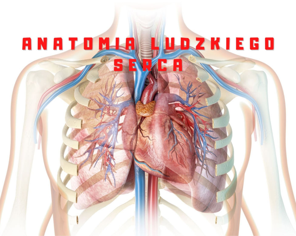 Z czego się składa i jak funkcjonuje ludzkie serce?