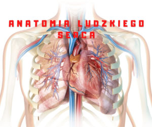 Anatomia ludzkiego serca