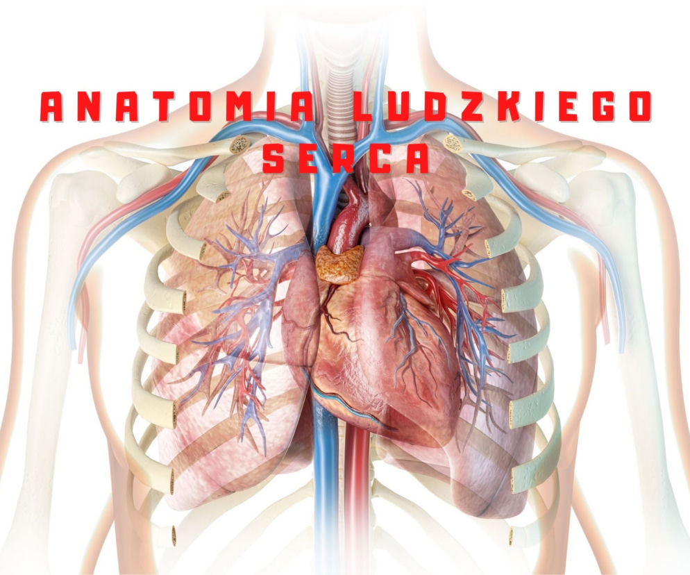 Anatomia ludzkiego serca