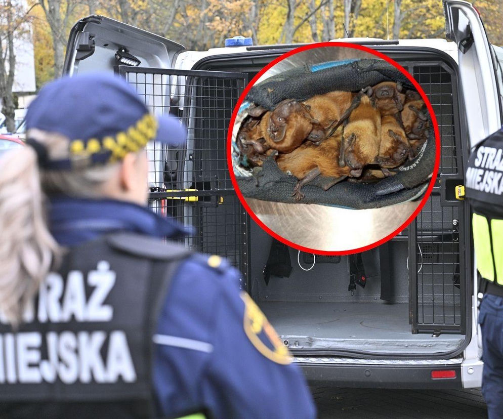 Niespodzianka w butach na balkonie. Na miejsce wezwano ekopatrol straży miejskiej 
