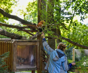 Powitajmy dwóch nowych mieszkańców toruńskiego ogrodu zoobotanicznego!