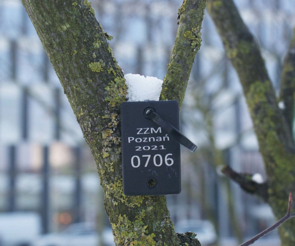 Nietypowe tabliczki zawisły na drzewach w poznańskich parkach